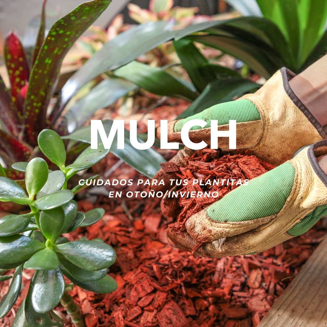 Mulch Jardín - Diplas